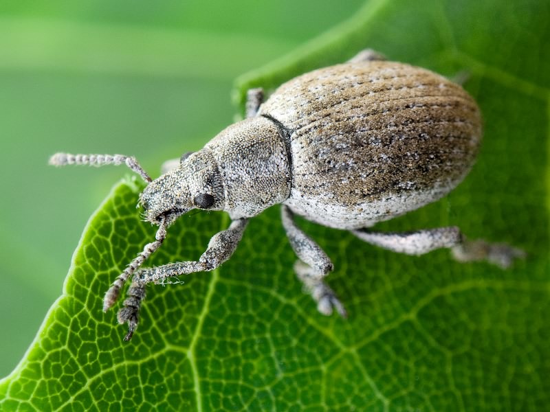 Attactagenus albinus (Boheman, 1833)